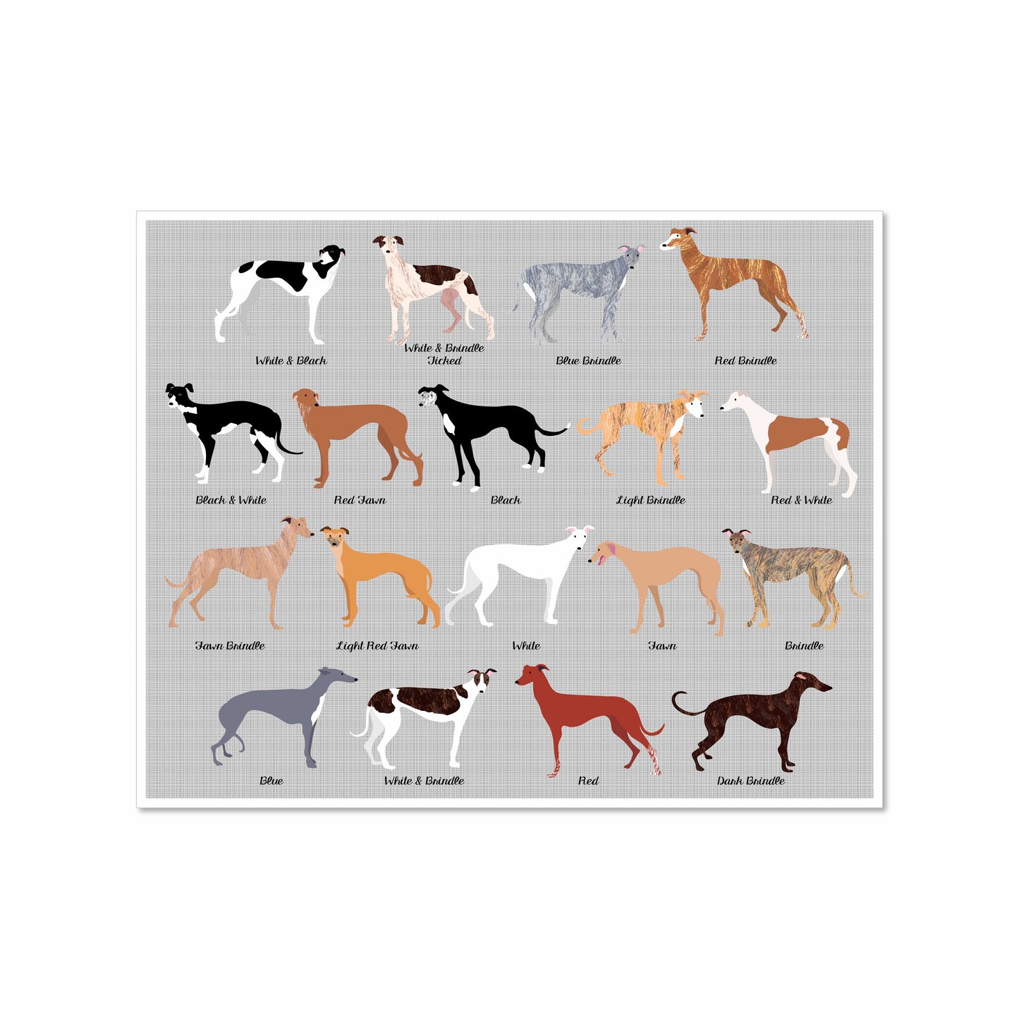 Illustrated chart of eighteen greyhounds in various coat colors and patterns, labeled with their names, on a soft gray background.