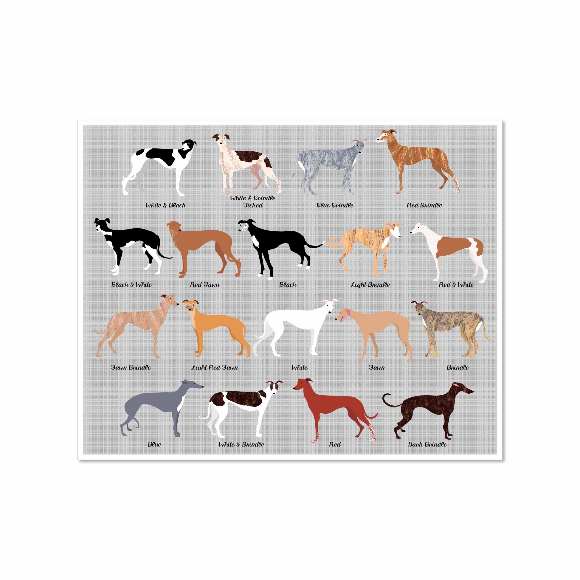 Illustrated chart of eighteen greyhounds in various coat colors and patterns, labeled with their names, on a soft gray background.