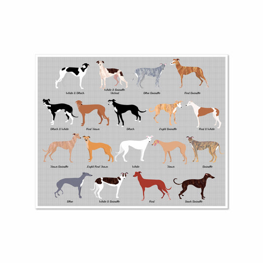 Illustrated chart of eighteen greyhounds in various coat colors and patterns, labeled with their names, on a soft gray background.
